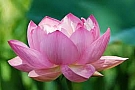 lotus